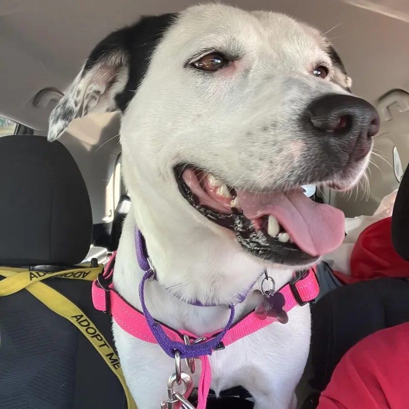 Baby Spots thumbnail 3