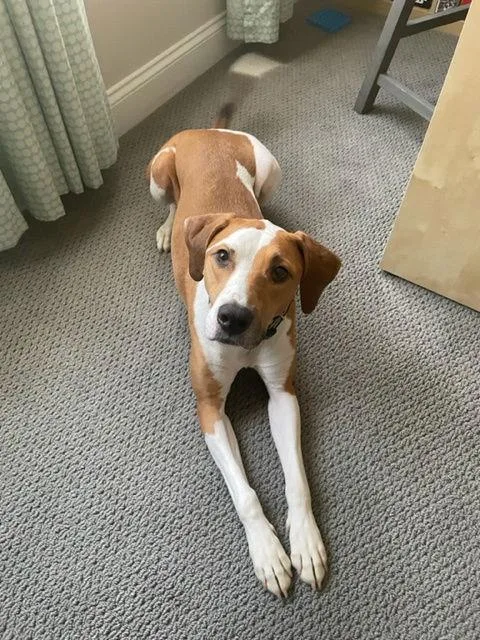 Nikko Courtesy Listing