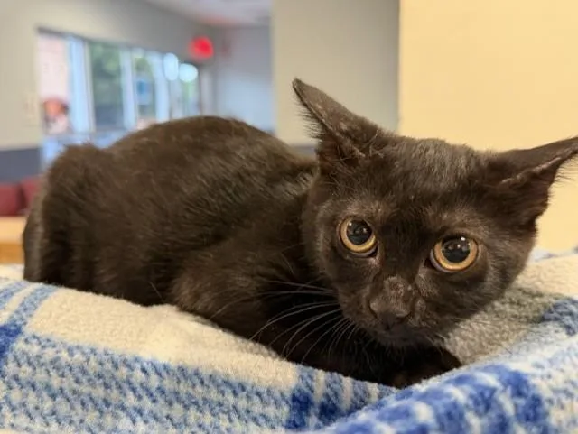 A baby small-sized female Domestic Short Hair cat named Janice for adoption in Miami, FL