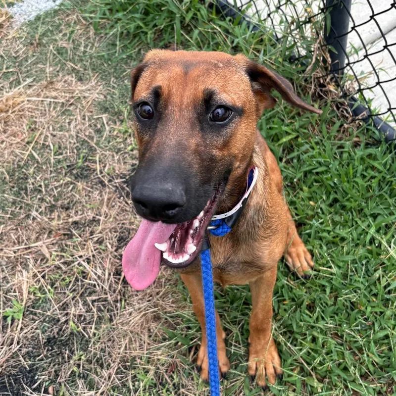 A young large-sized female Shepherd dog named T Riya for adoption in Port Washington, NY