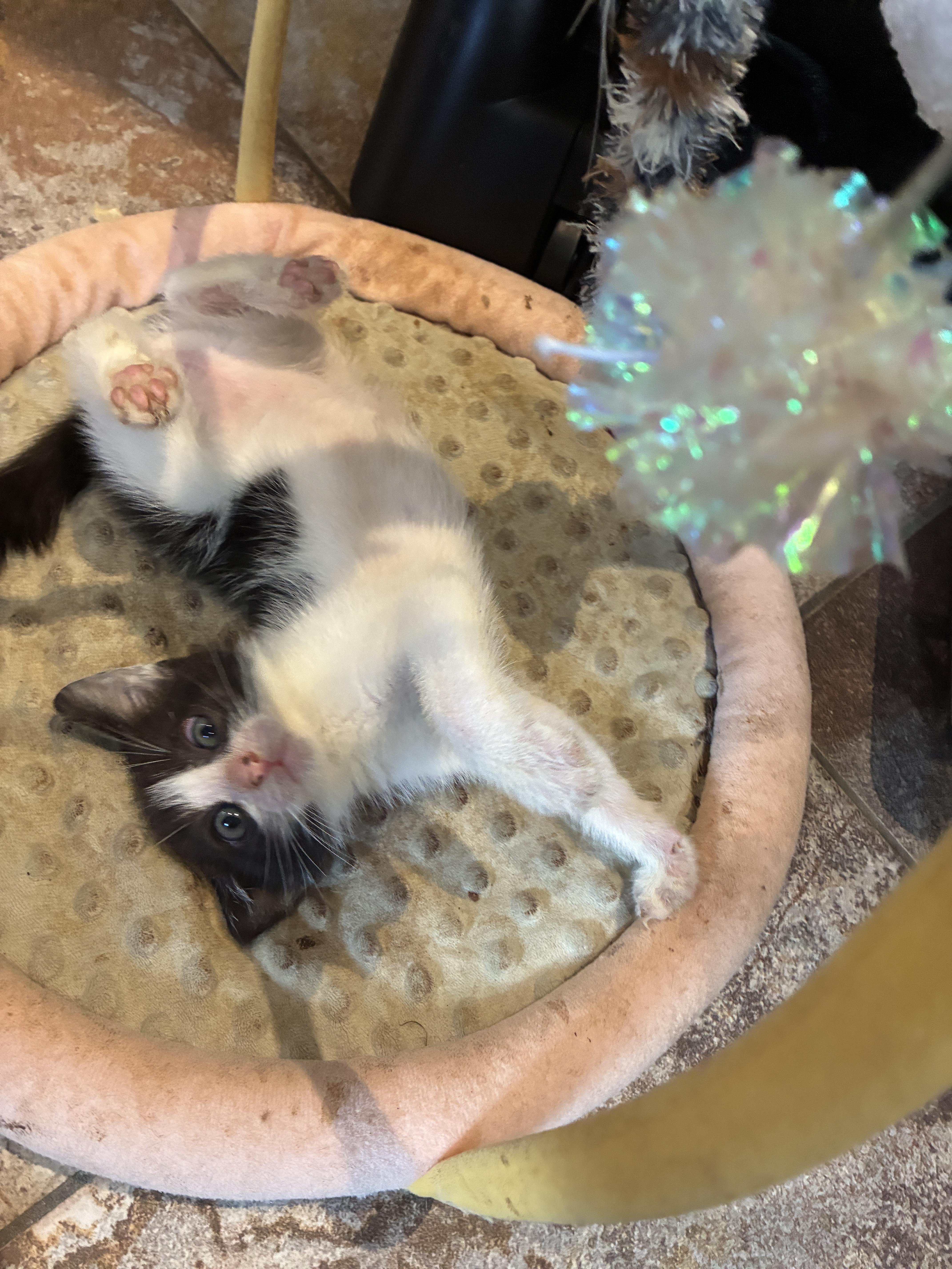 A baby small-sized male Domestic Short Hair cat named Bambam for adoption in Honolulu, HI