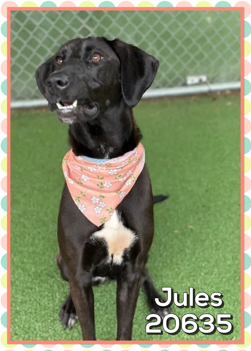 An adult medium-sized female Black Labrador Retriever dog named Jules for adoption in Marietta, GA