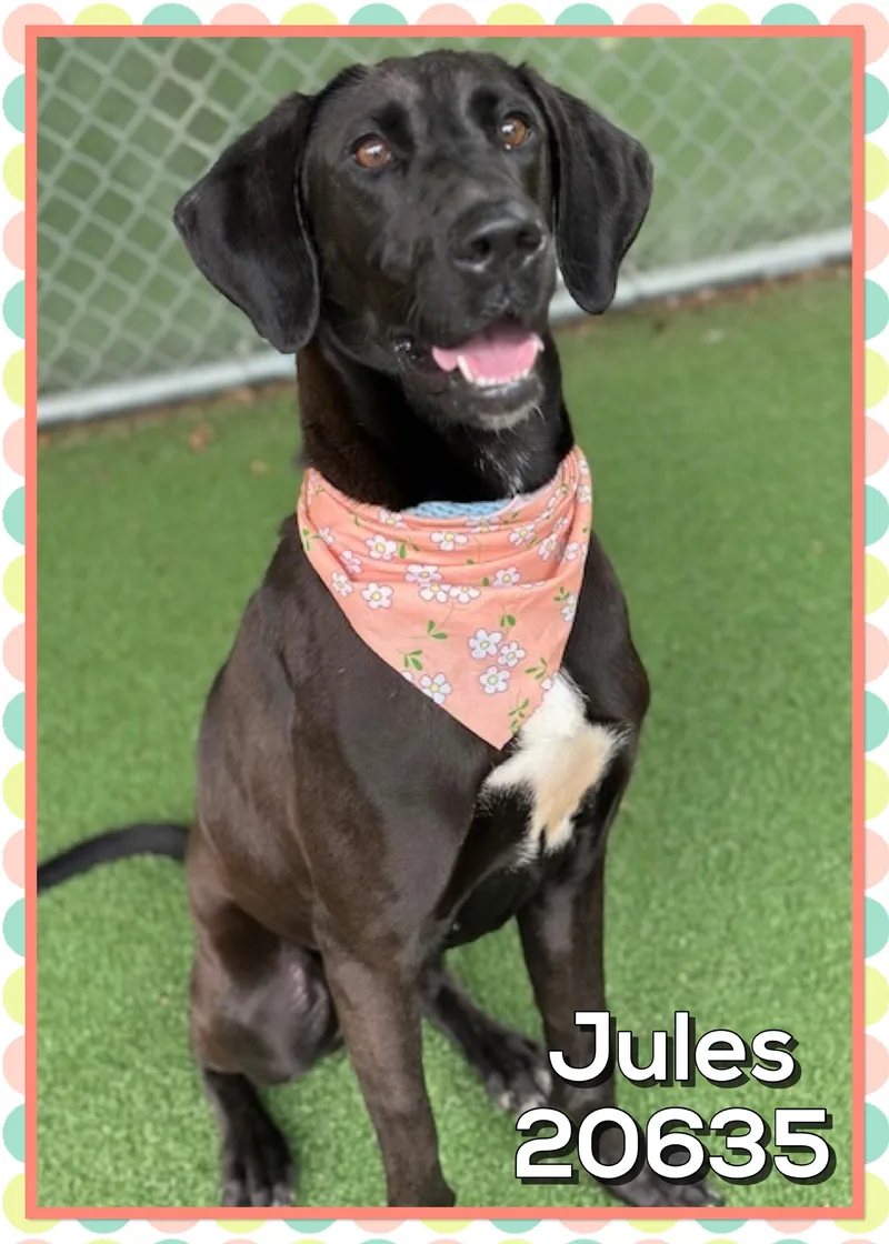 Jules thumbnail 2