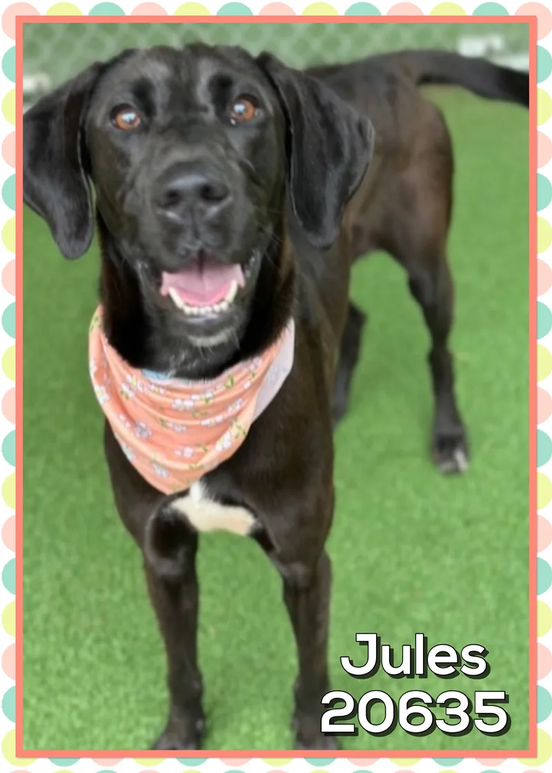Jules thumbnail 3