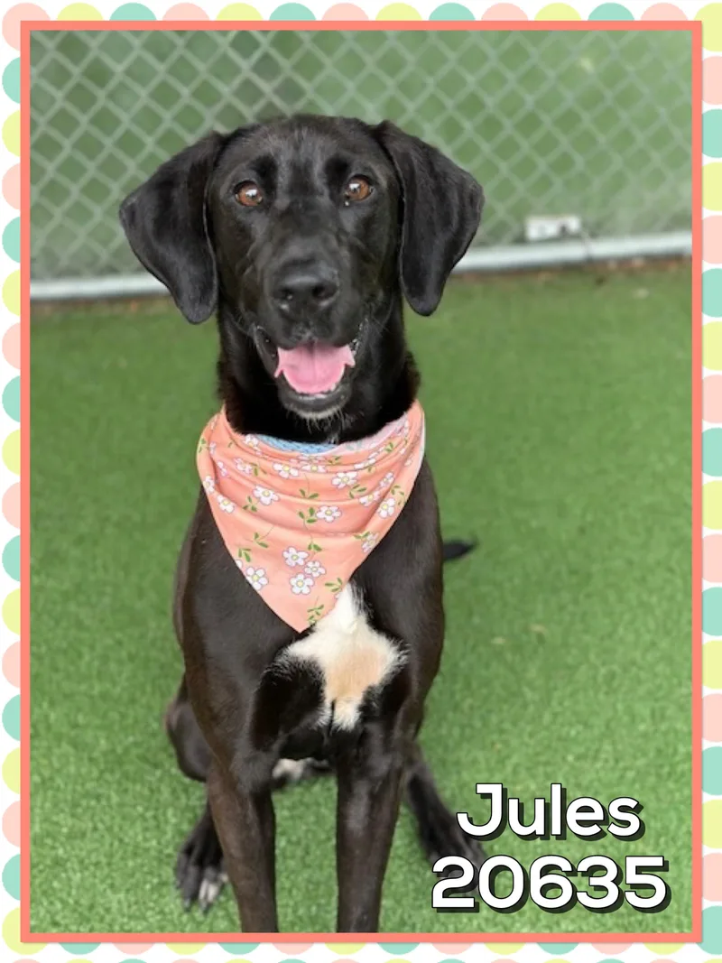 Jules thumbnail 4