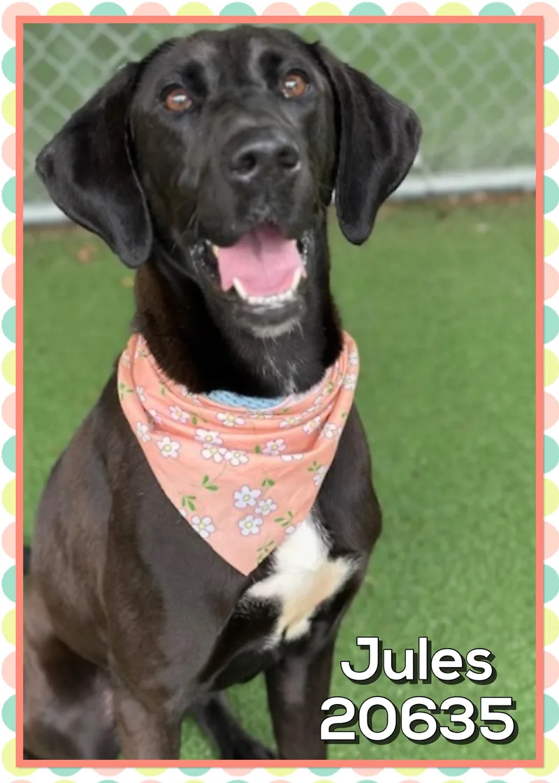 Jules thumbnail 5