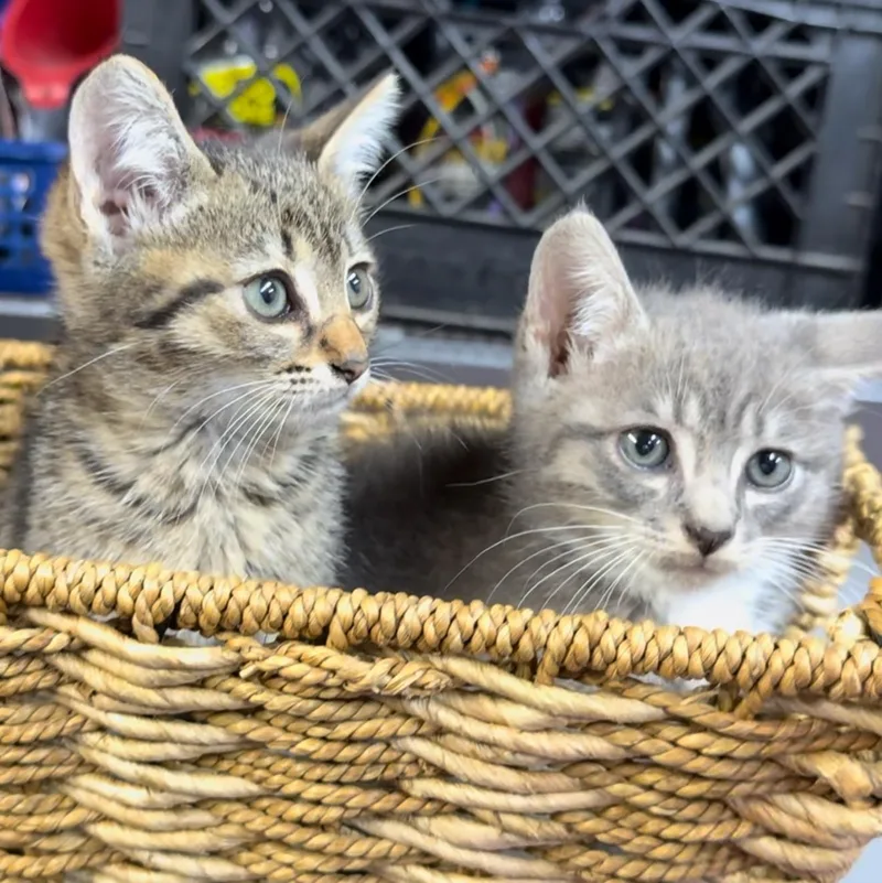 A baby small-sized male Tabby (Gray / Blue / Silver) Tabby cat named Phish and Tuna for adoption in Miami, FL