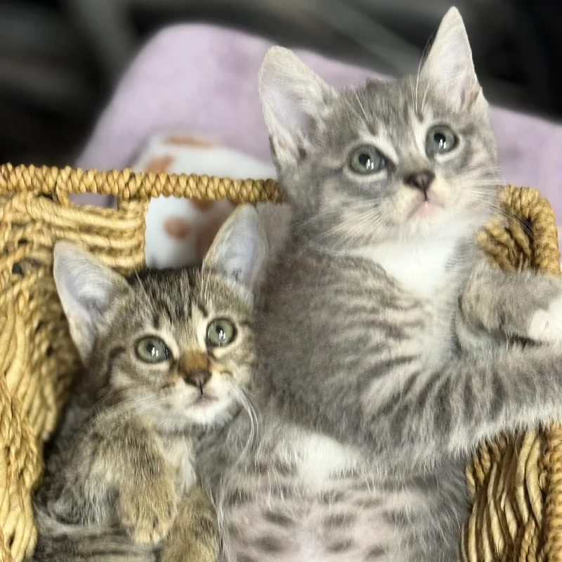 Phish and Tuna thumbnail 3