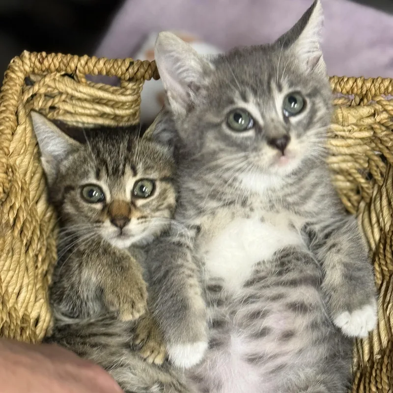 Phish and Tuna thumbnail 5