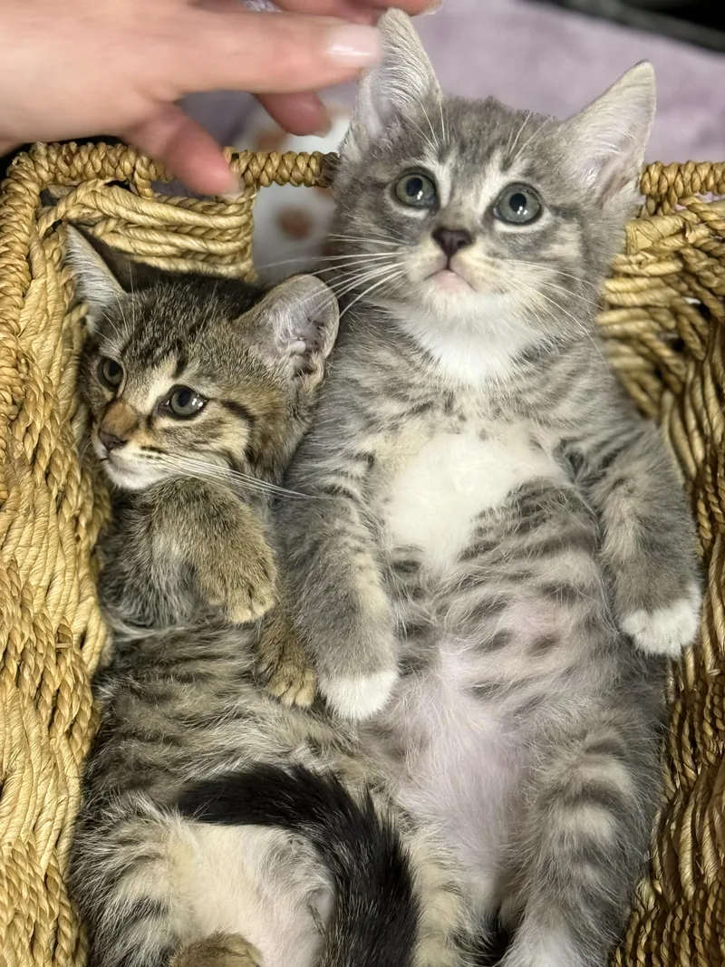 Phish and Tuna thumbnail 6