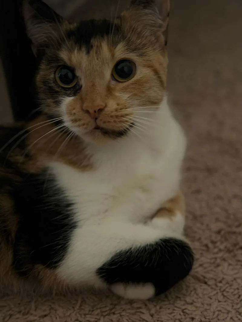 A young medium-sized female Calico cat named Thea for adoption in Orlando, FL