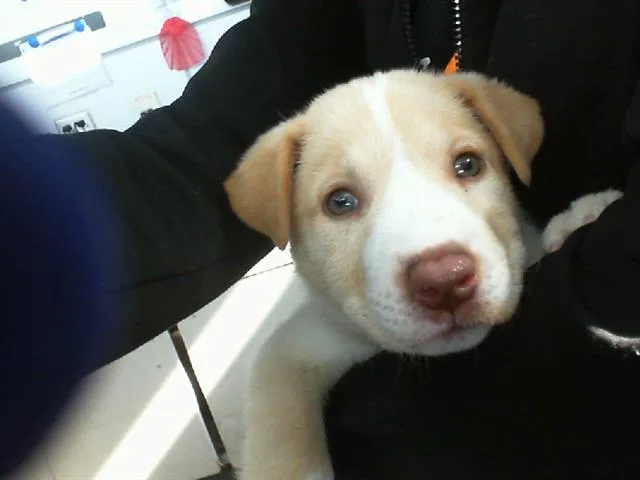 A young large-sized female Mixed Breed dog named Maple for adoption in Dallas, TX