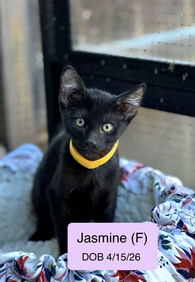 A baby medium-sized female Domestic Short Hair cat named Jasmine for adoption in Vacaville, CA