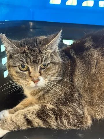 A young large-sized female Domestic Medium Hair cat named Vangough for adoption in San Martin, CA
