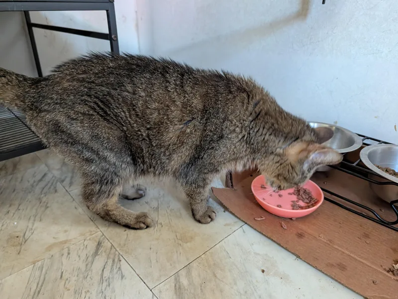 A senior medium-sized female Brown / Chocolate Domestic Short Hair cat named Sophia for adoption in Fischer, TX