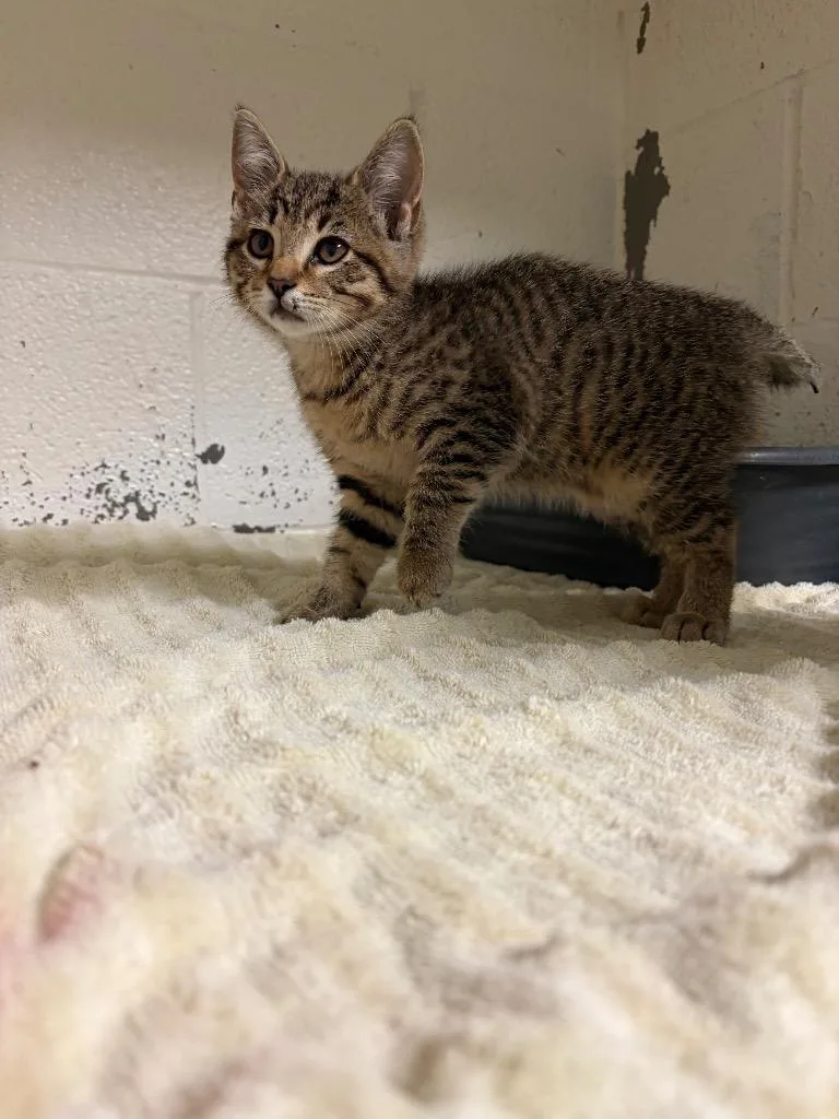 A baby small-sized female Domestic Short Hair cat named Pharaoh for adoption in Ada, OK