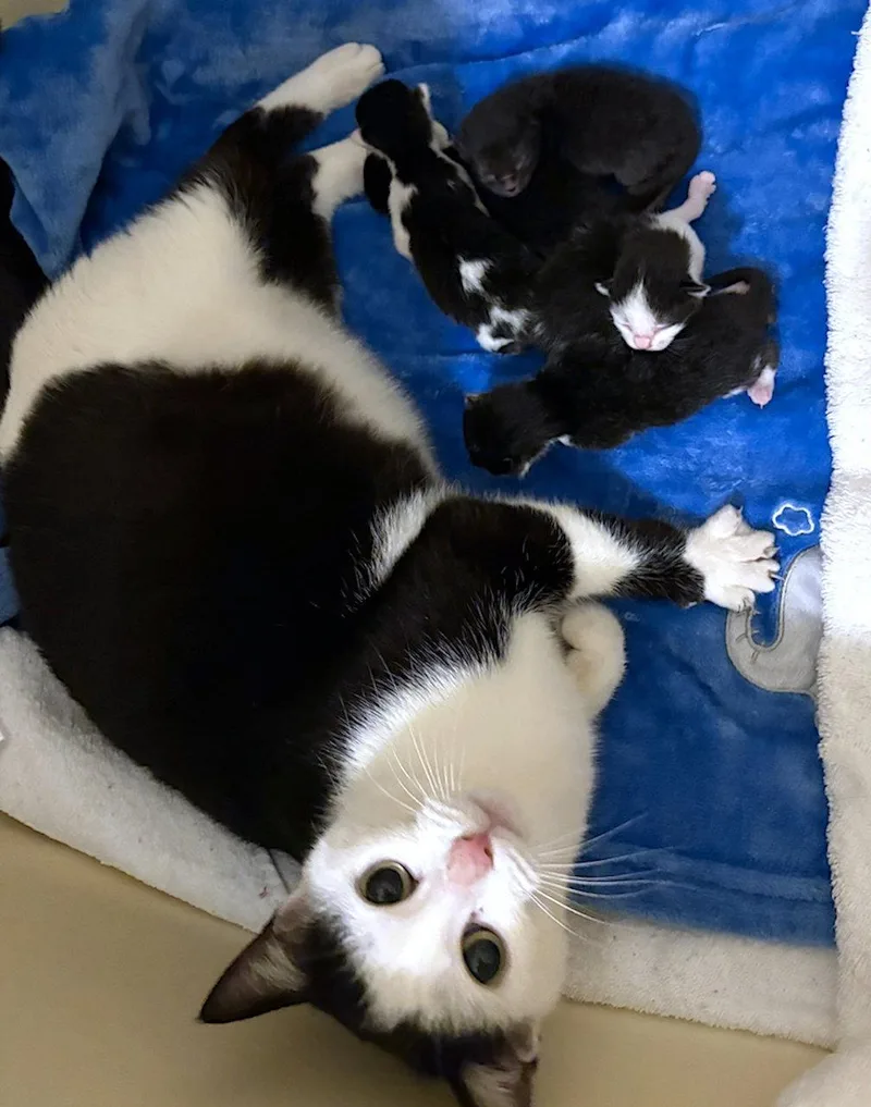 An adult medium-sized female Black & White / Tuxedo Domestic Short Hair cat named Maribelle for adoption in Albemarle, NC