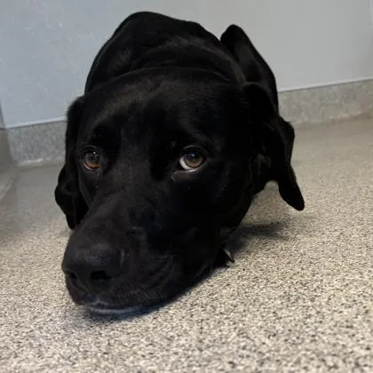 An adult medium-sized male Black Mixed Breed dog named Jb for adoption in Lansing, MI