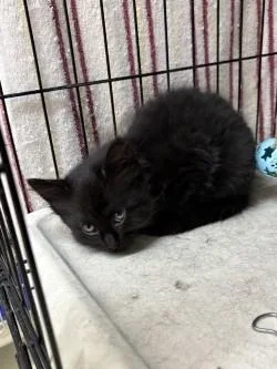 A baby small-sized male Domestic Medium Hair cat named Petal for adoption in Black River Falls, WI