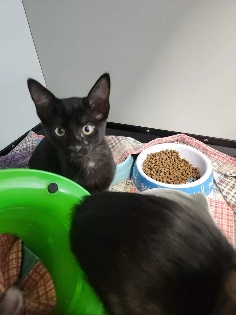A young small-sized male Domestic Medium Hair cat named Casper for adoption in Kingman, AZ