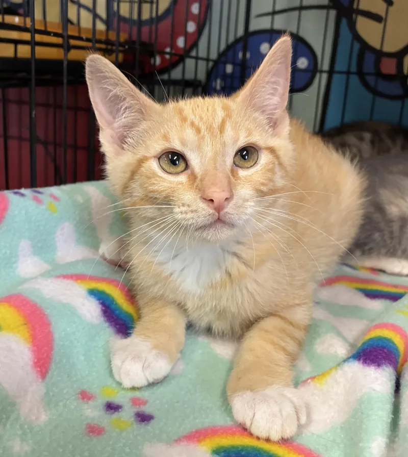 A baby medium-sized male Orange & White Domestic Short Hair cat named Kix for adoption in Breinigsville, PA