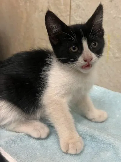 Coco