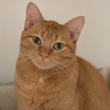 Bette Davis thumbnail 2