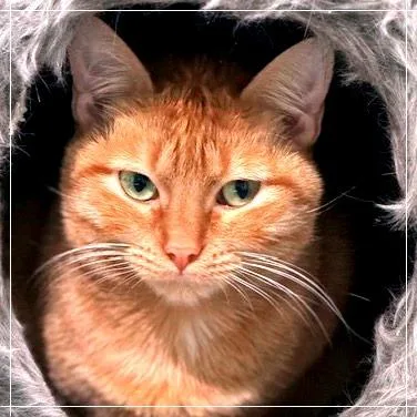 Bette Davis thumbnail 3