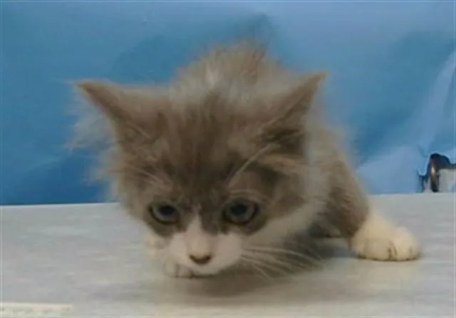A baby small-sized female Domestic Medium Hair cat named A for adoption in Gardena, CA