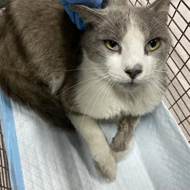 An adult medium-sized male Domestic Short Hair cat named A for adoption in Modesto, CA