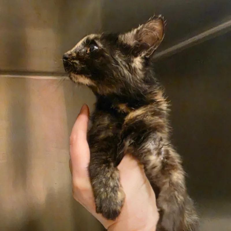 A baby small-sized female Tortoiseshell Domestic Short Hair cat named Montana for adoption in Tipton, IN