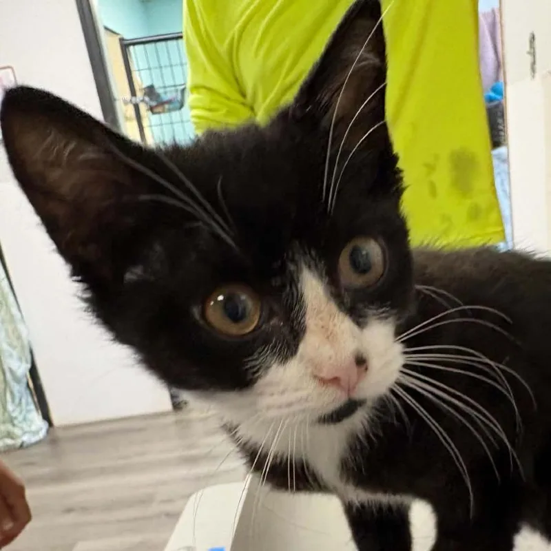 A baby small-sized male Black Domestic Short Hair cat named Alo for adoption in Gordonsville, TN
