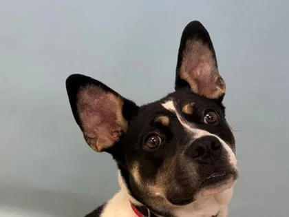A young medium-sized female Pit Bull Terrier dog named Lakota for adoption in Woodbury, MN