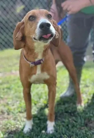 An adult medium-sized female Mixed Breed dog named Kona for adoption in Fairfax, VA