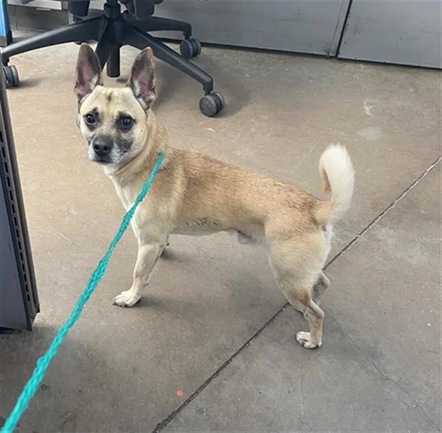 A young medium-sized male Mixed Breed dog named Dodger for adoption in Dallas, TX