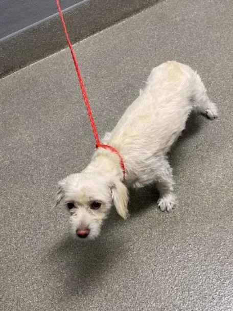 Lila