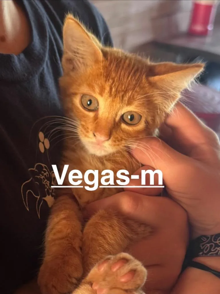 A baby small-sized male Tabby cat named Vegas for adoption in Brookhaven, MS