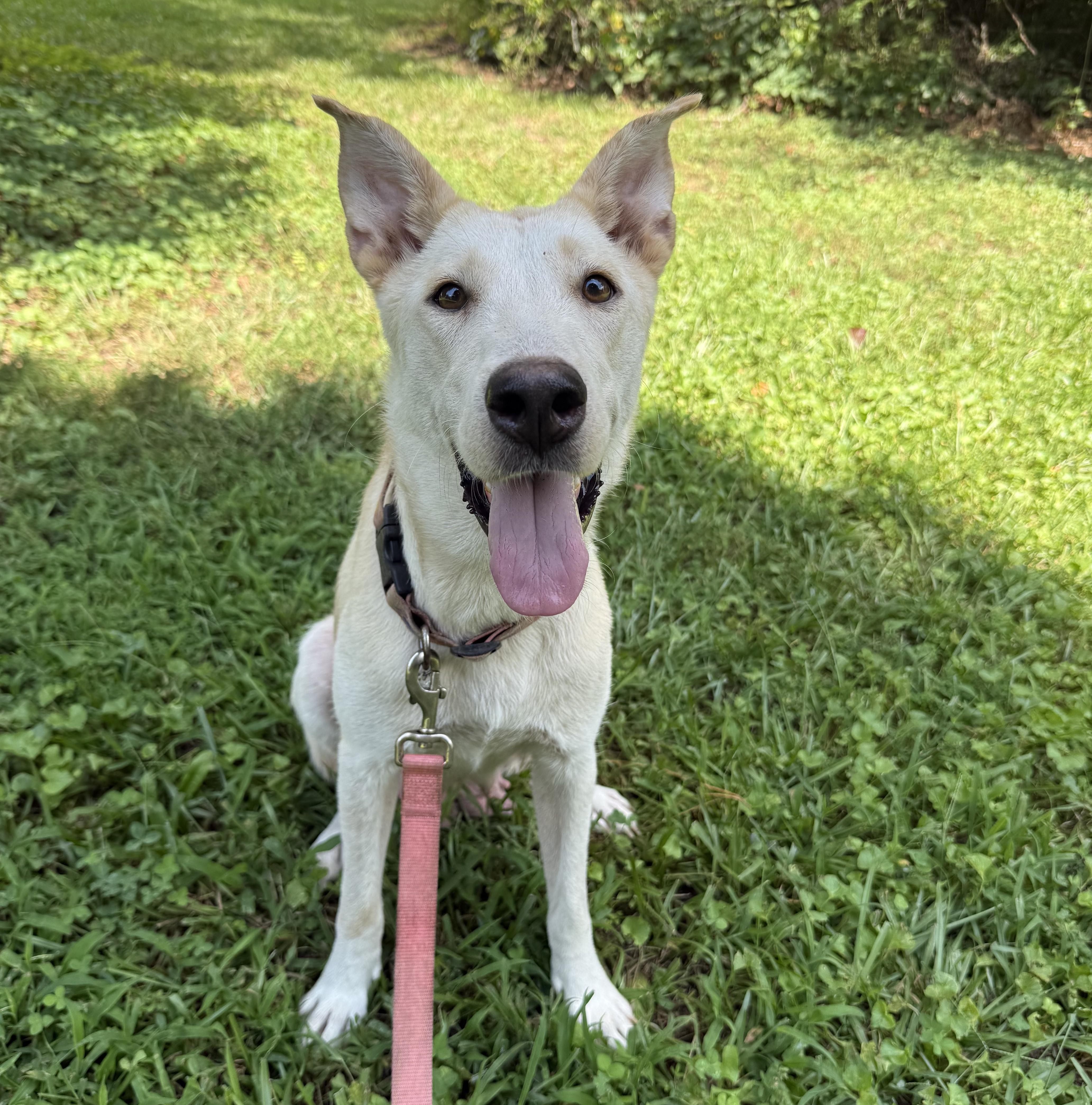 A young medium-sized female Shepherd dog named Paisley for adoption in Rochester, NY