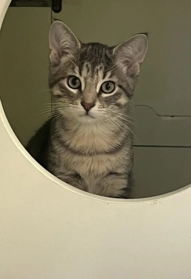 A baby small-sized female Domestic Short Hair cat named Nebula for adoption in Lockport, IL