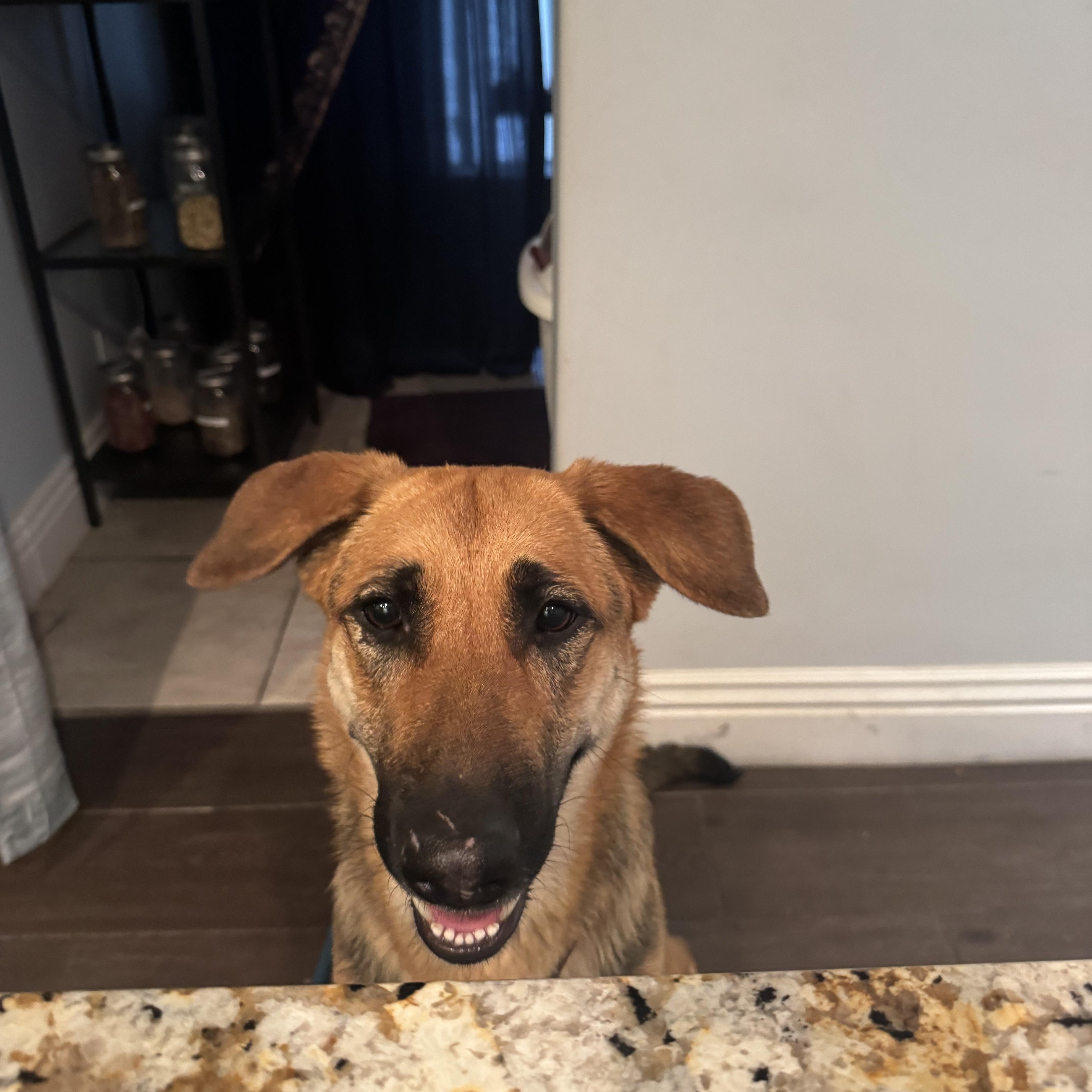 A young large-sized female Bicolor German Shepherd Dog dog named Tootsie for adoption in Claremont, CA