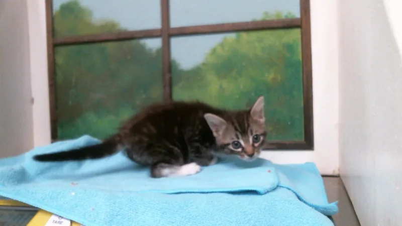 A baby small-sized female Domestic Short Hair cat named Kim for adoption in Houston, TX
