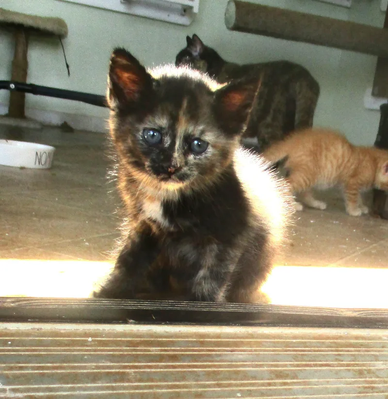 Miss Marble