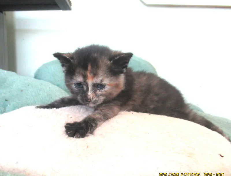 Miss Marble thumbnail 6