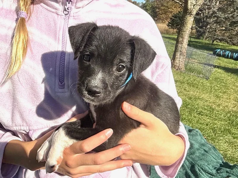 A baby medium-sized male White / Cream Standard Schnauzer dog named BentlyAvail Halloween Puppies for adoption in West Grove, PA