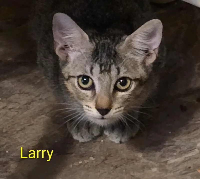 A baby small-sized male Tabby (Brown / Chocolate) Domestic Short Hair cat named Larry for adoption in Bossier City, LA