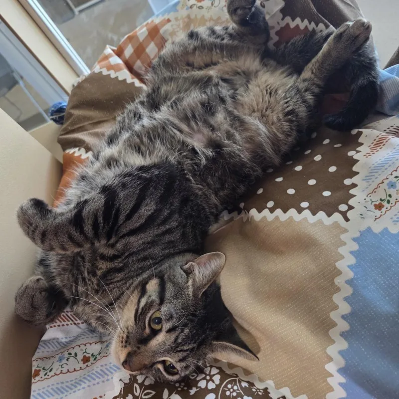 An adult medium-sized male Brown / Chocolate Domestic Short Hair cat named Rootbeer for adoption in Leander, TX