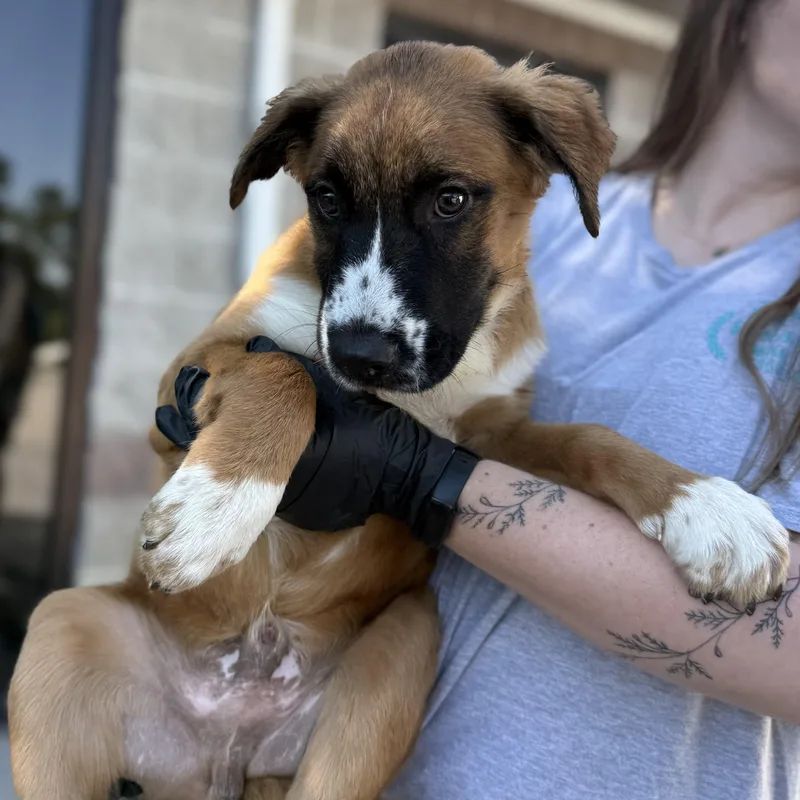 A baby medium-sized male Tricolor (Brown, Black, & White) Retriever dog named Bracken for adoption in Columbia, SC