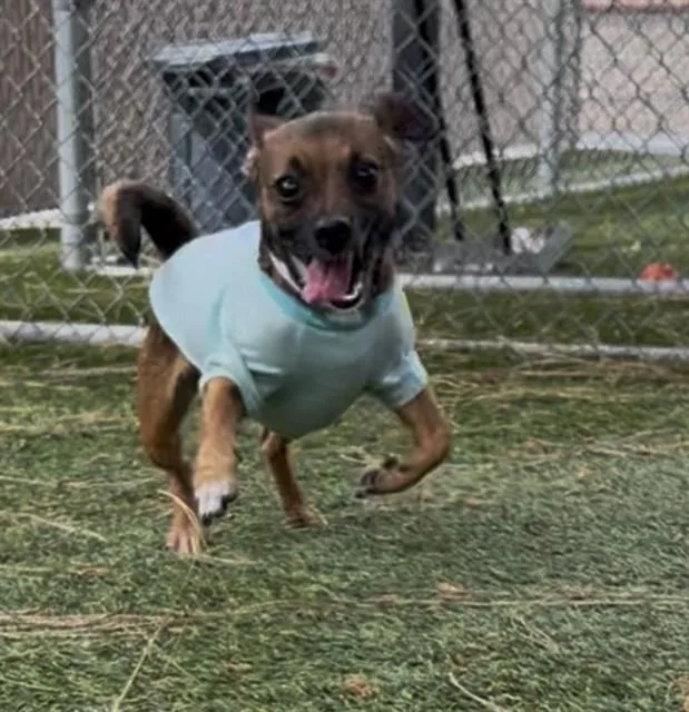 An adult medium-sized male Chihuahua dog named Potato for adoption in Downey, CA