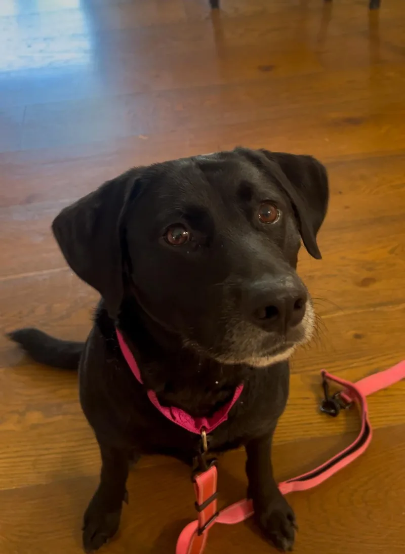 A young medium-sized female Black Labrador Retriever dog named Pompeii for adoption in San Diego, CA