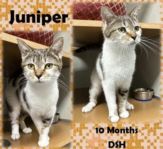 An adult medium-sized female Tabby (Brown / Chocolate) Domestic Short Hair cat named Juniper for adoption in Franklin, IN
